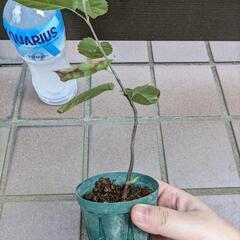 《処分セール》ジューンベリー／果樹苗 ポットごと ①の画像