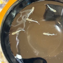 メダカ　エメキン　オス3 メス2の画像