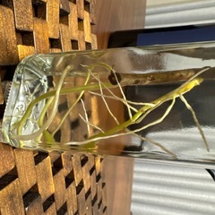 モンステラデリシオーサ切苗の画像