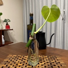 モンステラデリシオーサ切苗の画像