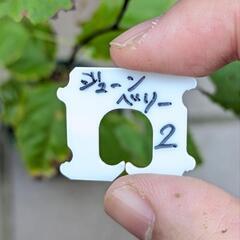 《処分セール》ジューンベリー／果樹苗 ポットごと ②の画像