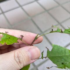 《処分セール》ジューンベリー／果樹苗 ポットごと ②の画像