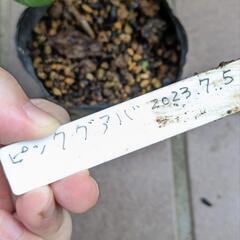 《処分セール》ピンクグアバ 挿し木苗／果樹苗 ポットごと ①の画像