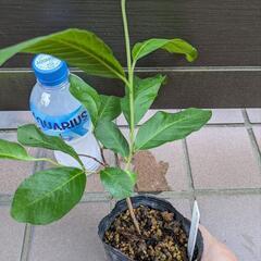 《処分セール》ピンクグアバ 挿し木苗／果樹苗 ポットごと ①の画像