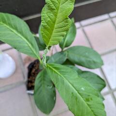 《処分セール》ピンクグアバ 挿し木苗／果樹苗 ポットごと ①の画像