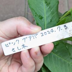 《処分セール》ピンクグアバ 挿し木苗／果樹苗 ポットごと ②の画像