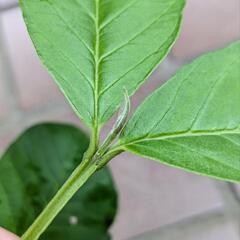 《処分セール》ピンクグアバ 挿し木苗／果樹苗 ポットごと ②の画像
