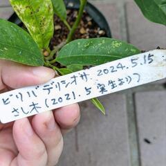 《処分セール》ビリバデリシオサ／果樹苗 ポットごとの画像