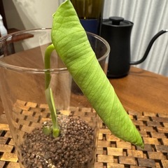 モンステラデリシオーサ切苗の画像