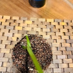 モンステラデリシオーサ切苗の画像