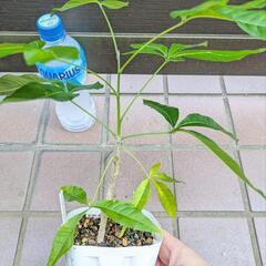 《処分セール》ホワイトサポテ 実生苗／果樹苗 ポットごと ②の画像