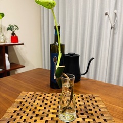 モンステラデリシオーサ切苗の画像