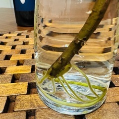 モンステラデリシオーサ切苗の画像