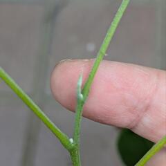 《処分セール》ホワイトサポテ 挿し木苗／果樹苗 ポットごと ①の画像