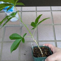 《処分セール》ホワイトサポテ 挿し木苗／果樹苗 ポットごと ①の画像