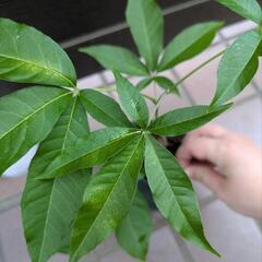 《処分セール》ホワイトサポテ 挿し木苗／果樹苗 ポットごと ①の画像