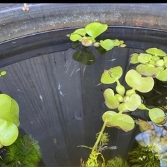 メダカミックス　説明文読んだ方のみの画像