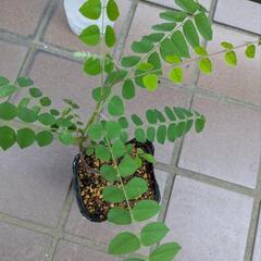 《処分セール》スターフルーツ 挿し木苗／果樹苗 ポットごと ①の画像