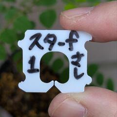 《処分セール》スターフルーツ 挿し木苗／果樹苗 ポットごと ①の画像