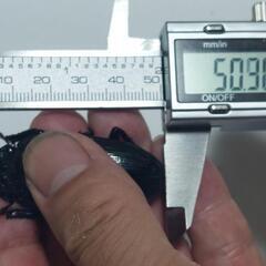 国産オオクワガタ能勢ＹG成虫♂2頭♀3頭⑬(ブリードまだ間に合います。昨年、この兄弟で10月の割り出しで、幼虫体重38gまでいきました。)の画像