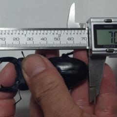 国産オオクワガタ能勢ＹG成虫♂2頭♀3頭⑬(ブリードまだ間に合います。昨年、この兄弟で10月の割り出しで、幼虫体重38gまでいきました。)の画像