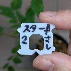 《処分セール》スターフルーツ 挿し木苗／果樹苗 ポットごと ②の画像