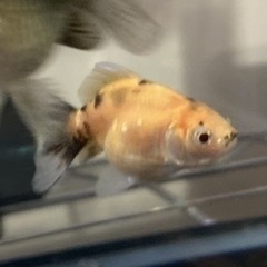オランダ獅子頭　自家繁殖　1匹あたり〜の画像