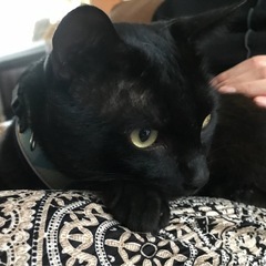 去勢済み黒猫 甘えん坊です