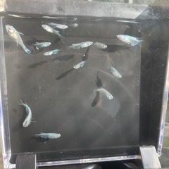 10匹500円
メダカ(幹之)の画像