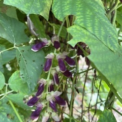 ムクナ豆 栽培用 50粒( 春に植えると秋にたくさん収穫できます) の画像