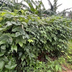 ムクナ豆 栽培用 50粒( 春に植えると秋にたくさん収穫できます) の画像