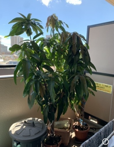 マンゴーの木2本