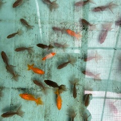 金魚 ★土佐錦 当歳★ ☆1セット5匹 250円☆ 約3～4cmの画像