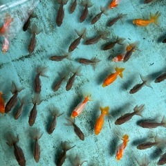 金魚 ★土佐錦 当歳★ ☆1セット5匹 250円☆ 約3～4cmの画像