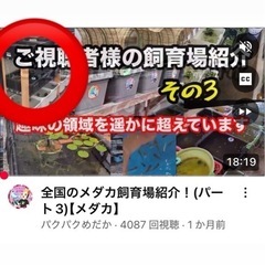10匹500円
メダカ(幹之)の画像