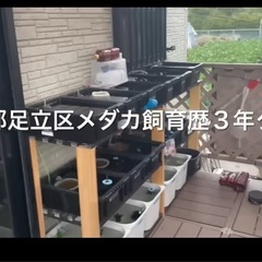 10匹500円
メダカ(幹之)の画像