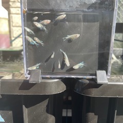 10匹500円
メダカ(幹之)の画像