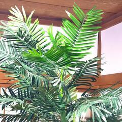 アレカヤシ 観葉植物 の画像