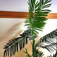 アレカヤシ 観葉植物 の画像