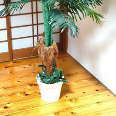 アレカヤシ 観葉植物 の画像