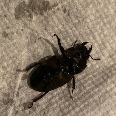 ヒラタクワガタ　ペアの画像
