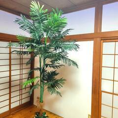アレカヤシ 観葉植物 の画像