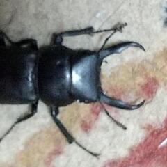 ❰無料❱カブトムシオス&クワガタを差し上げます🙆の画像