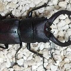 ❰無料❱カブトムシオス&クワガタを差し上げます🙆の画像