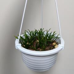 リプサリス  吊り鉢 観葉植物の画像