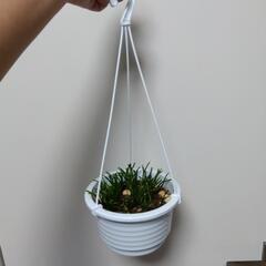 リプサリス  吊り鉢 観葉植物の画像