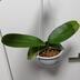 ランキングキーワードに紐づく投稿画像-観葉植物
