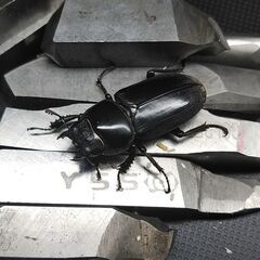 ドルクスヤクシャ♀28㎜単品の画像