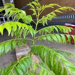 カレーリーフ　苗木の画像