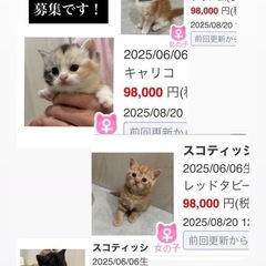 スコティッシュフォールド　子猫